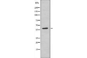 Western blot analysis of extracts from COLO205 cells, using KAPCG antibody. (PRKACG 抗体)
