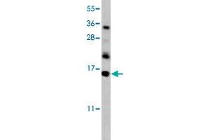 Western blot analysis of mouse kidney tissue lysate (35 ug/lane) with HRK polyclonal antibody . (HRK 抗体  (AA 30-50))