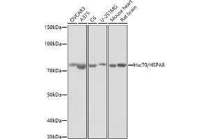 Western blot analysis of extracts of various cell lines, using (ABIN3016123, ABIN3016124, ABIN3016125 and ABIN6219558) at 1:1000 dilution. (Hsc70 抗体  (AA 1-300))