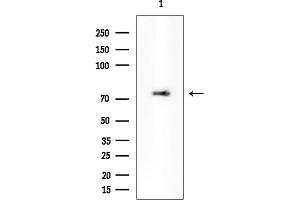 Western blot analysis of lysates from Rat brain, using PLCZ1 Mouse Monoclonal Antibody at 1/1000 dilution.