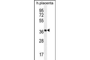 OR5AS1 Antibody (C-term) (ABIN656069 and ABIN2845418) western blot analysis in human placenta tissue lysates (35 μg/lane). (OR5AS1 抗体  (C-Term))