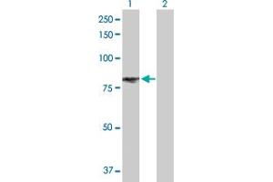 Western Blotting (WB) image for EPAS1 293T Cell Transient Overexpression Lysate(Denatured) (ABIN1331710)