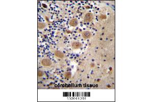AFG3L2 Antibody immunohistochemistry analysis in formalin fixed and paraffin embedded human cerebellum tissue followed by peroxidase conjugation of the secondary antibody and DAB staining. (AFG3L2 抗体  (N-Term))