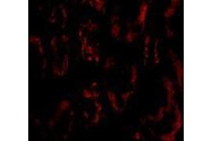 Immunofluorescence of BANF1 in human kidney tissue with AP30119PU-N BANF1 antibody at 20 μg/ml. (BANF1 抗体  (N-Term))