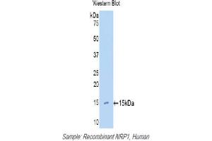 Western Blotting (WB) image for anti-Neuropilin 1 (NRP1) (AA 27-143) antibody (ABIN2916990)