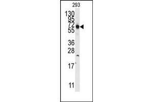 Image no. 1 for anti-Thyroid Hormone Receptor Interactor 13 (TRIP13) (N-Term) antibody (ABIN358019) (TRIP13 抗体  (N-Term))
