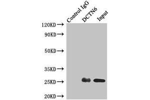 Immunoprecipitating DCTN6 in A549 whole cell lysate Lane 1: Rabbit control IgG instead of (1 μg) instead of ABIN7150823 in A549 whole cell lysate. (DCTN6 抗体  (AA 1-190))