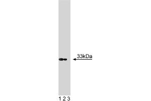Western blot analysis of Cyclin D3 on RSV-3T3 lysate.