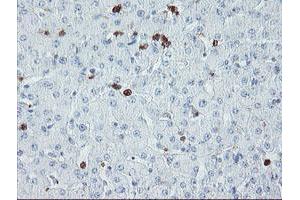 Image no. 1 for anti-Ubiquitin Specific Peptidase 36 (USP36) (AA 589-972) antibody (ABIN1491604) (USP36 抗体  (AA 589-972))