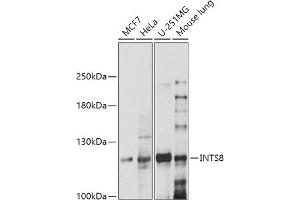 Western blot analysis of extracts of various cell lines, using INTS8 antibody (ABIN7267915) at 1:1000 dilution. (INTS8 抗体  (AA 150-250))