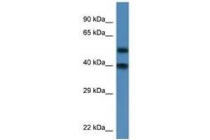 Image no. 1 for anti-Nucleoporin 37kDa (NUP37) (AA 53-102) antibody (ABIN6746266) (NUP37 抗体  (AA 53-102))