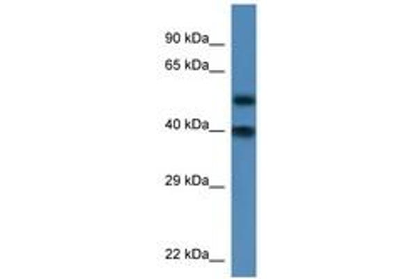 NUP37 Antikörper  (AA 53-102)