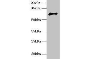 Western blot All lanes: ARMCX2 antibody at 5 μg/mL + MCF-7 whole cell lysate Secondary Goat polyclonal to rabbit IgG at 1/10000 dilution Predicted band size: 66 kDa Observed band size: 66 kDa (ARMCX2 抗体  (AA 161-460))