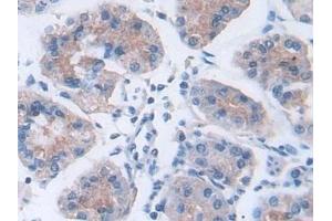 Immunohistochemistry (IHC) image for anti-Paraoxonase 3 (PON3) (AA 2-354) antibody (ABIN7435385)