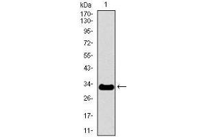 Western blot analysis using NEFH mAb against human NEFH recombinant protein. (NEFH 抗体  (AA 968-1020))