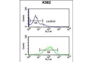Flow Cytometry (FACS) image for anti-gamma-aminobutyric Acid (GABA) A Receptor, gamma 3 (GABRG3) (AA 1-29), (N-Term) antibody (ABIN650995)