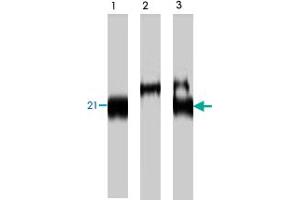 Western blot analysis of COS-7 cells transfecting T7-tagged mouse BNAS2, using BNAS2 polyclonal antibody  . (CMTM3 抗体)