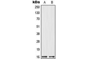 Western blot analysis of MRPL14 expression in HeLa (A), HEK293 (B) whole cell lysates. (MRPL14 抗体  (C-Term))