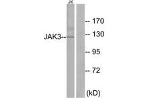 Western blot analysis of extracts from Jurkat cells, using JAK3 (Ab-785) Antibody. (JAK3 抗体  (AA 751-800))