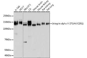 Western blot analysis of extracts of various cell lines, using Integrin alpha V (ITGAV/CD51) (ITGAV/CD51) antibody (ABIN7267922) at 1:1000 dilution. (CD51 抗体)