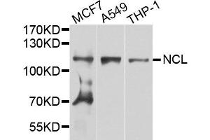Western blot analysis of extract of various cells, using NCL antibody. (Nucleolin 抗体)