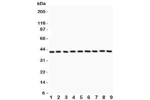 Western blot testing of Annexin A1 antibody and Lane 1:  HEPG2 (Annexin a1 抗体  (AA 2-346))