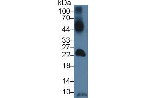 Western Blot; Sample: Mouse Testis lysate; Primary Ab: 3µg/ml Rabbit Anti-Human GLUT14 Antibody Second Ab: 0. (SLC2A14 抗体  (AA 1-105))