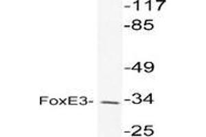 Western blot analysis of FOXE3 in extracts from K562 cell using FOXE3 / FKHL12 antibody (FOXE3 抗体)