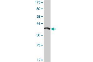 Western Blot detection against Immunogen (36. (Enamelin 抗体  (AA 1043-1141))