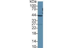 Western Blot; Sample: Human HepG2 cell lysate; Primary Ab: 2µg/ml Rabbit Anti-Human TAZ Antibody Second Ab: 0. (TAZ 抗体  (AA 154-292))