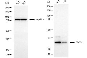 Western blotting analysis using CDC34 antibody (ABIN7798008). (Recombinant CDC34 抗体)