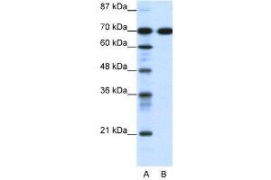 WB Suggested Anti-RRN3  Antibody Titration: 0. (RRN3 抗体  (C-Term))