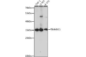 Western blot analysis of extracts of various cell lines, using TIMMDC1 antibody (ABIN7270929) at 1:1000 dilution. (TIMMDC1 抗体  (AA 206-285))
