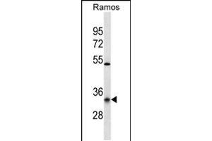 Western blot analysis in Ramos cell line lysates (35ug/lane). (OR10G9 抗体  (C-Term))