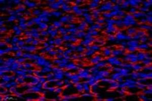 Immunofluorescence (fixed cells) (IF/ICC) image for anti-Epsin 3 (EPN3) antibody (ABIN7073856)