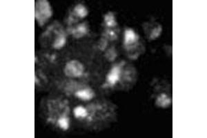 Immunofluorescence showing Mad1p polyclonal antibody  on yeast. (PSMD14 抗体)