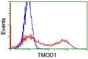 HEK293T cells transfected with either RC201134 overexpress plasmid (Red) or empty vector control plasmid (Blue) were immunostained by anti-TMOD1 antibody (ABIN2454776), and then analyzed by flow cytometry. (Tropomodulin 1 抗体)