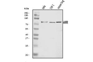 Western blot analysis of AHRR using anti-AHRR antibody (ABIN7599680).