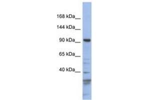 Image no. 1 for anti-Myosin IC (MYO1C) (AA 143-192) antibody (ABIN6743264) (Myosin IC 抗体  (AA 143-192))