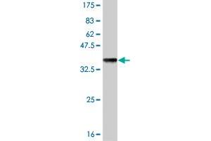 Western Blot detection against Immunogen (36. (GLRA1 抗体  (AA 121-220))