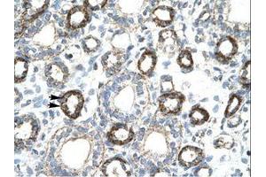 Image no. 1 for anti-Forkhead Box F2 (FOXF2) (AA 52-101) antibody (ABIN202540) (FOXF2 抗体  (AA 52-101))