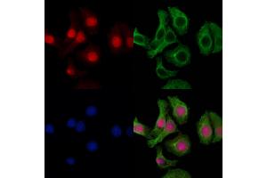 ABIN6258474 and ABIN6274426 staining Hela cells by IF/ICC.