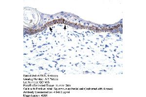 Human Skin (ARNTL 抗体  (N-Term))