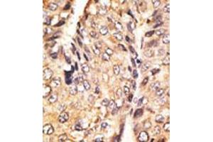 Image no. 2 for anti-Growth Differentiation Factor 10 (GDF10) (N-Term) antibody (ABIN357454)