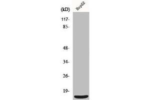 Western Blot analysis of HepG2 cells using MRP-S36 Polyclonal Antibody (MRPS36 抗体  (N-Term))