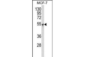 Western blot analysis of PDK3 Antibody (ABIN652286 and ABIN2841205) in MCF-7 cell line lysates (35 μg/lane). (PDK3 抗体)