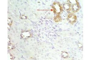 Mouse kidney tissue was stained by Anti-RFRP (56-92) (Human) Serum (NPVF 抗体  (amidated, Preproprotein))