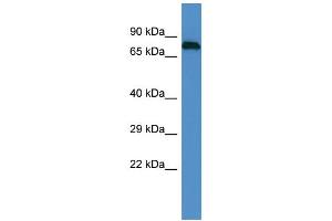 Host: Rabbit Target Name: EPN1 Sample Type: PANC1 Whole Cell lysates Antibody Dilution: 1. (Epsin 1 抗体  (C-Term))