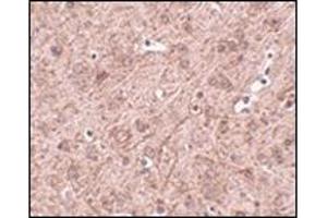 Immunohistochemistry of LASS6 in mouse brain tissue with this product at 2. (CERS6 抗体  (N-Term))