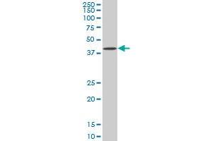Western Blotting (WB) image for anti-BCL2-Associated Athanogene (BAG1) (AA 241-345) antibody (ABIN560026)